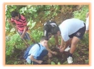 Gestión ambiental siembra de arboles